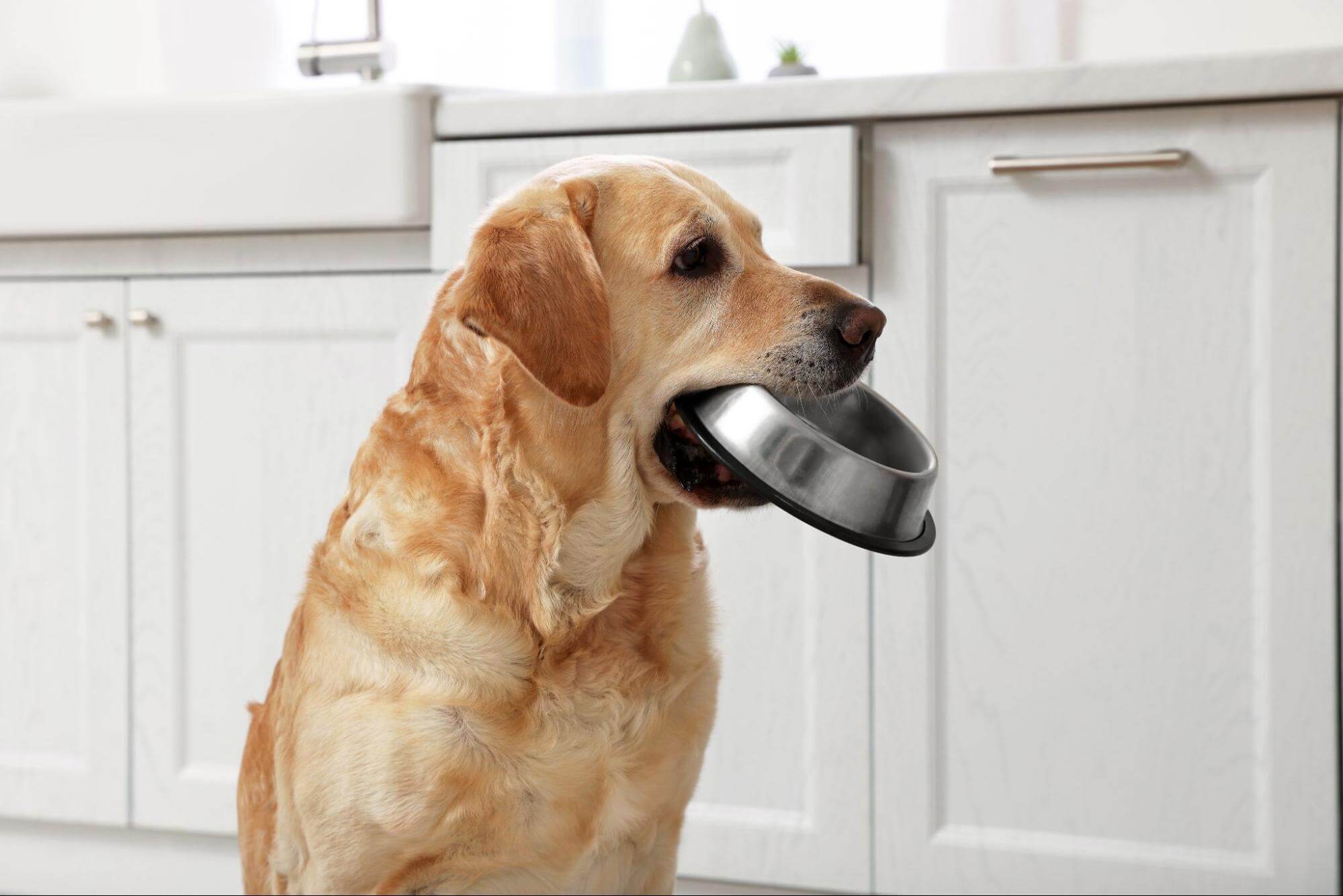 126. AI - can-dogs-eat-brown-rice-1
