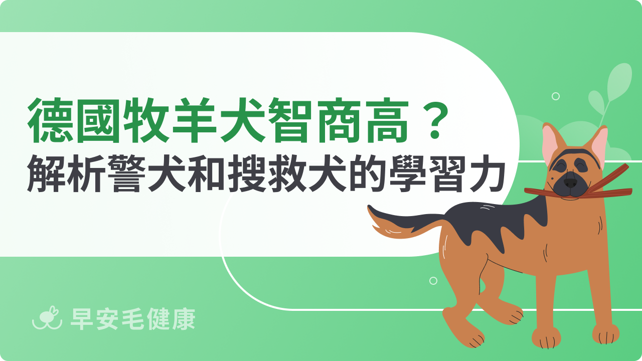 德國牧羊犬智商揭秘：為何牠們能成為警犬和搜救犬首選？