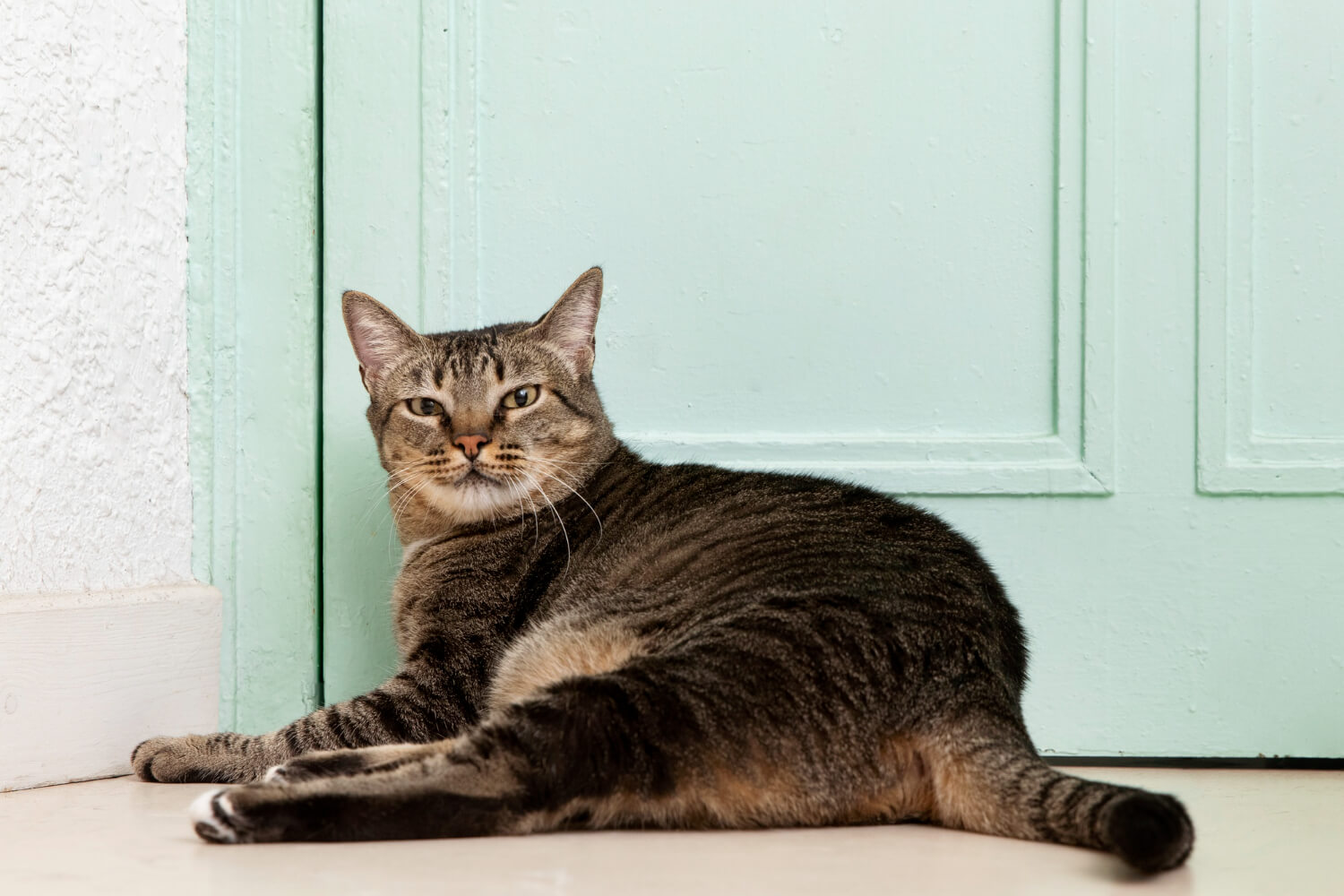 11.male-cat-neutering-1