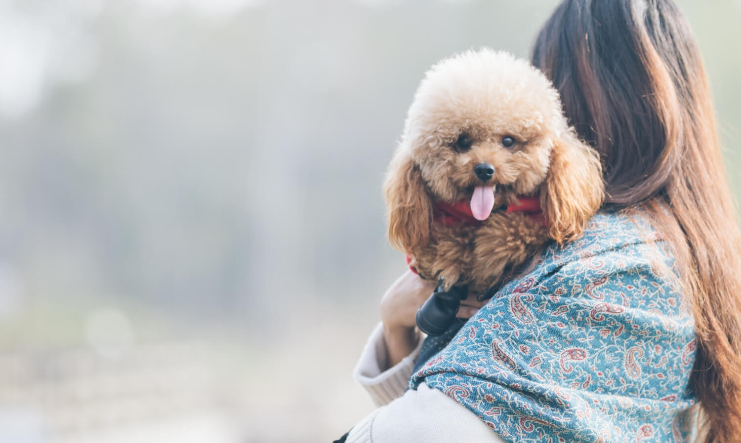 8.poodle-dog-guide-3
