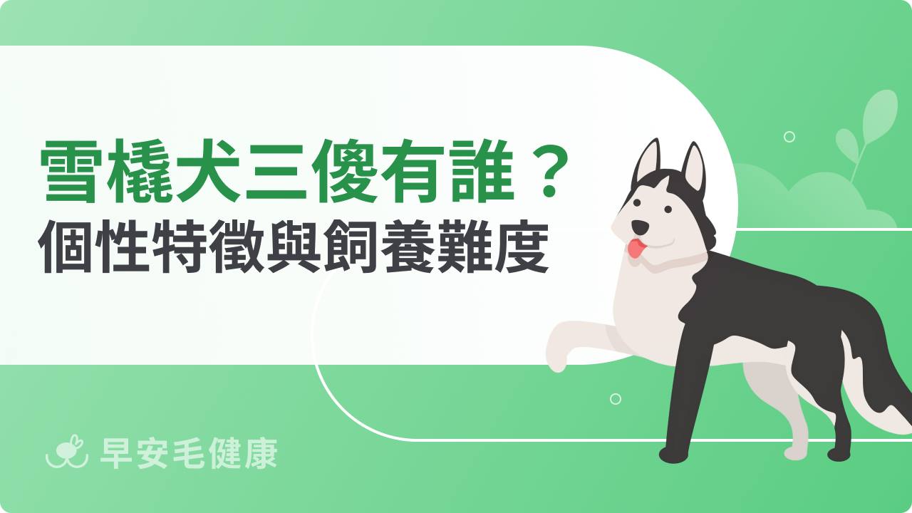 雪橇犬三傻品種解析!為何叫三傻?品種特性、飼養難度與照護攻略