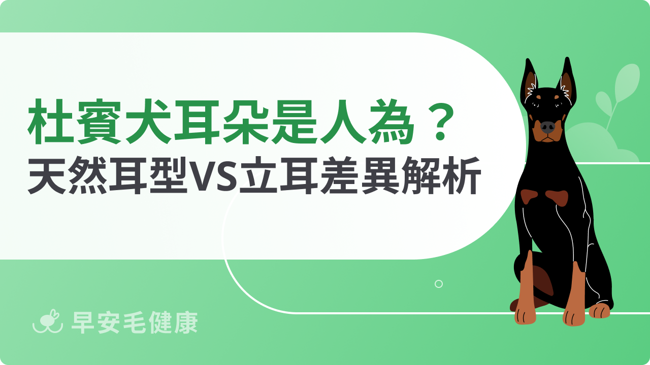杜賓犬耳朵造型怎麼來的？天然耳型與剪耳差異全解析