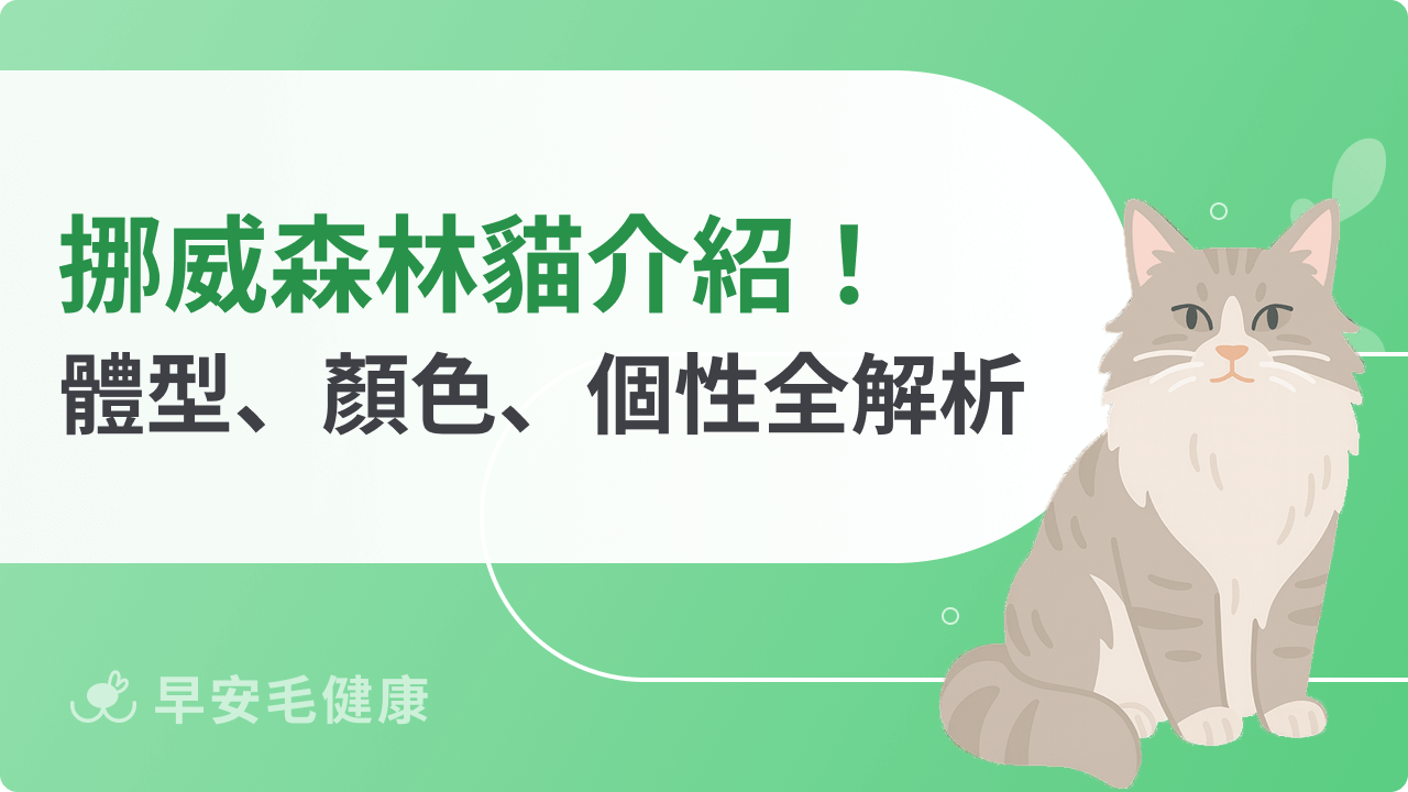 挪威森林貓體型、顏色、個性全解析!北歐神貓魅力揭密