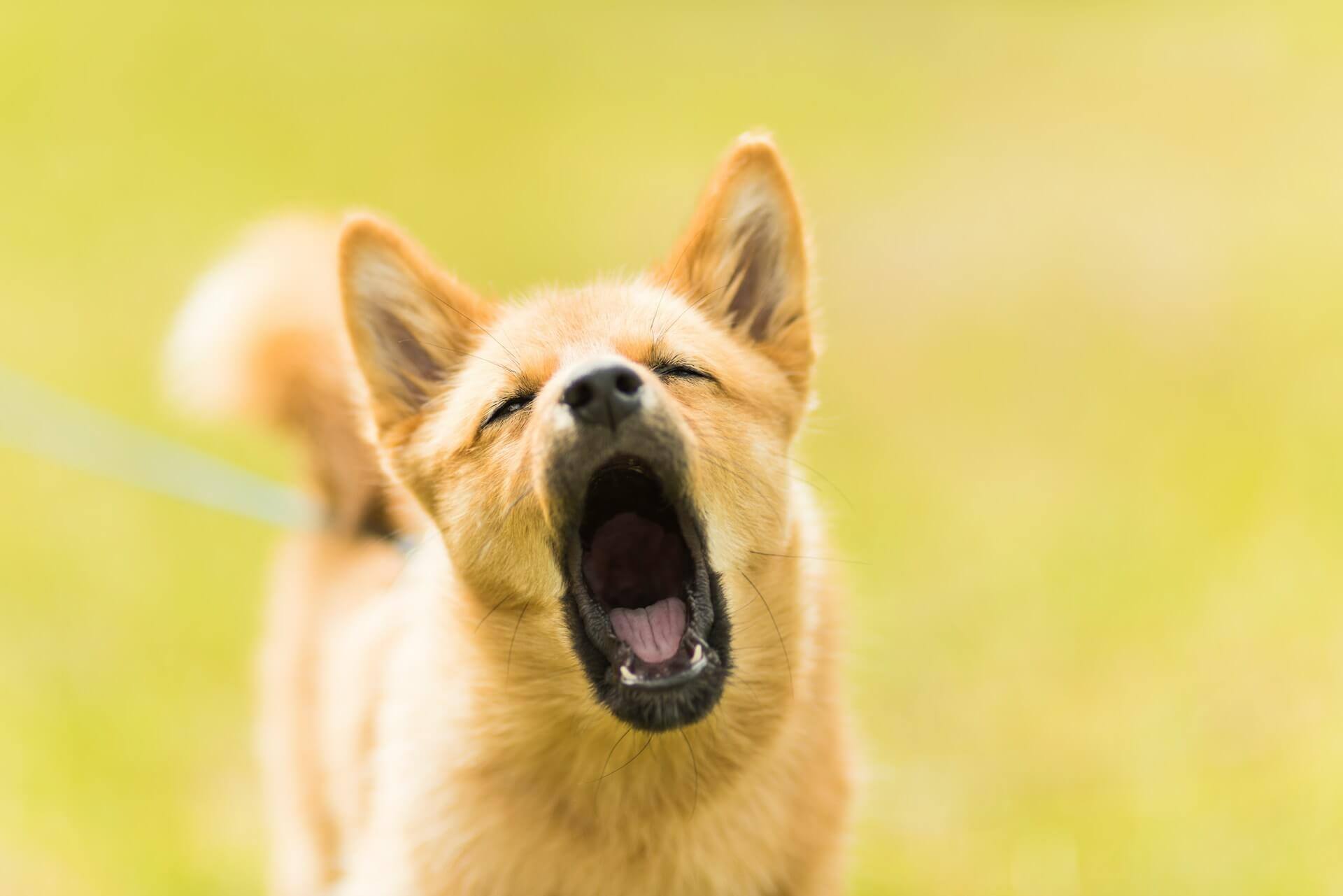 42. dog-whining-all-the-time-1