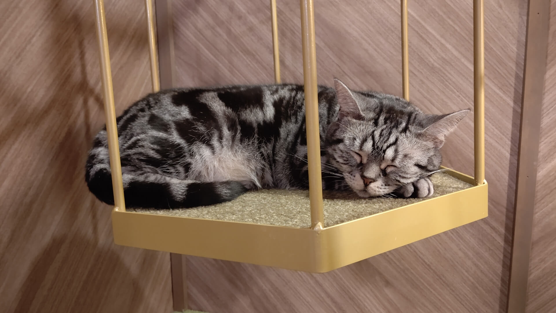 20. american-shorthair-cat-guide-5