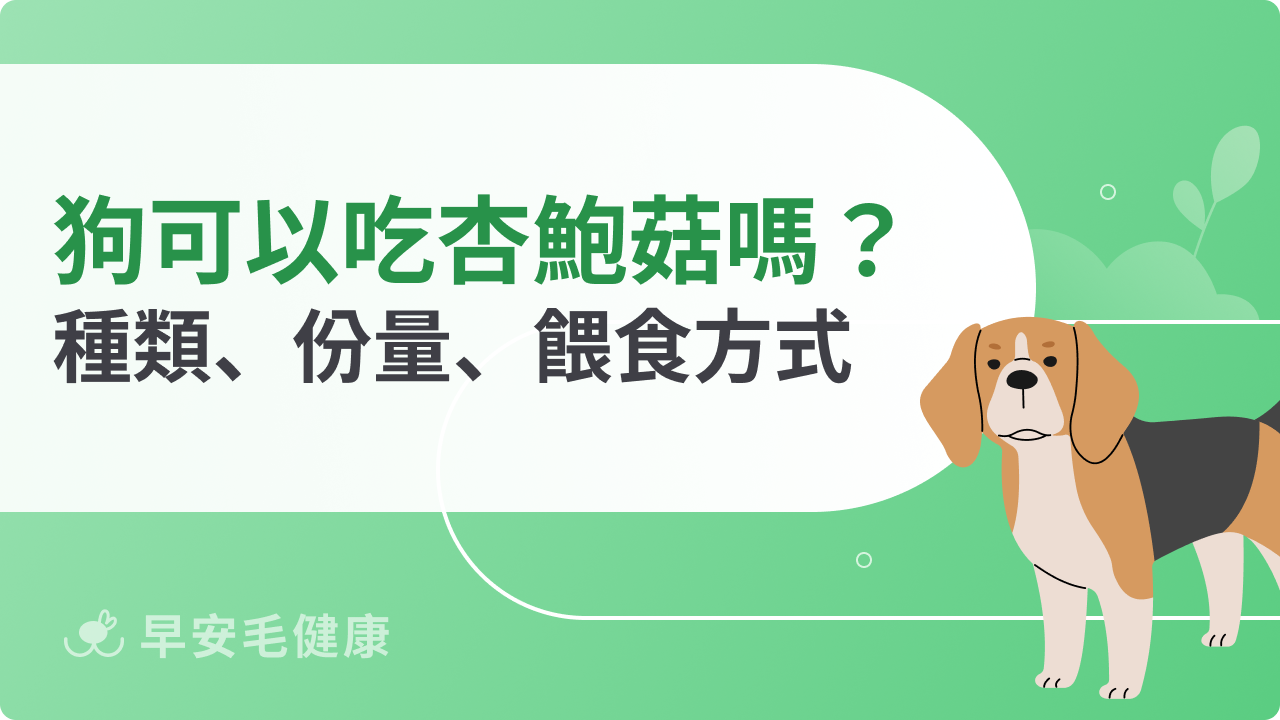 狗可以吃杏鮑菇嗎?常見食用迷思與正確飲食建議全攻略