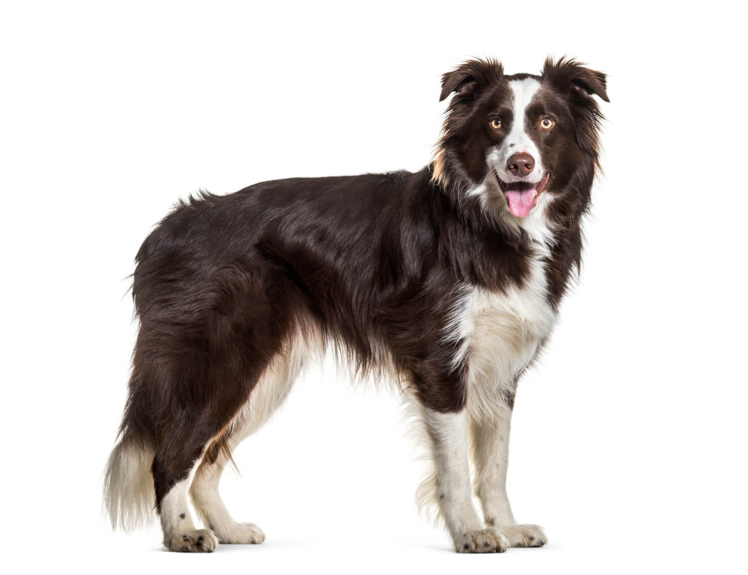 6.border-collie-guide-1