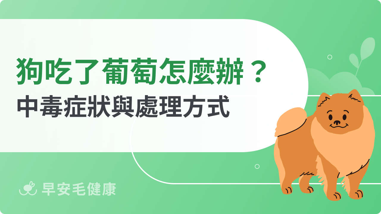 狗狗吃了葡萄怎麼辦?中毒症狀與處理方式一次看