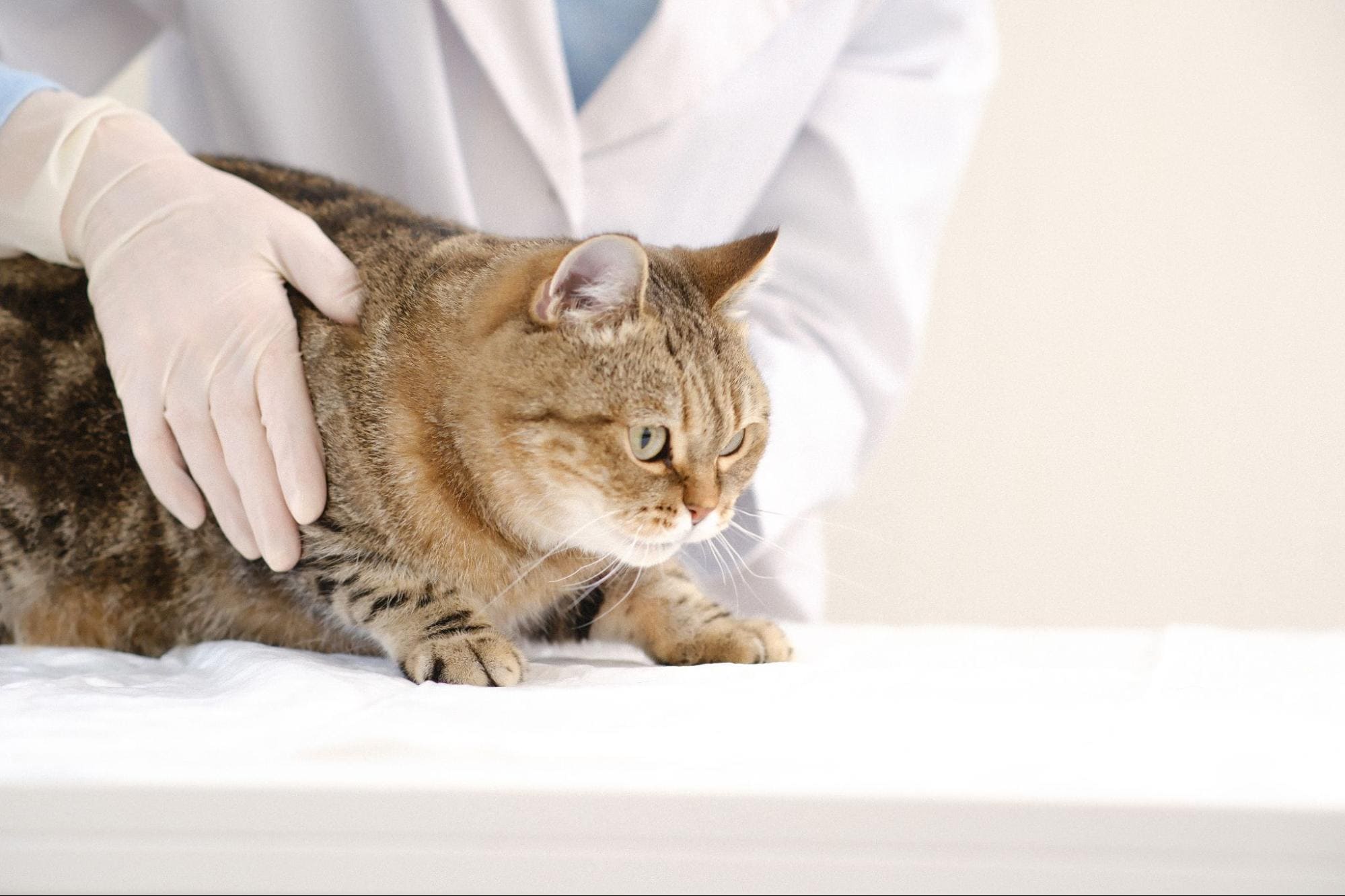 7.what-is-fiv-2