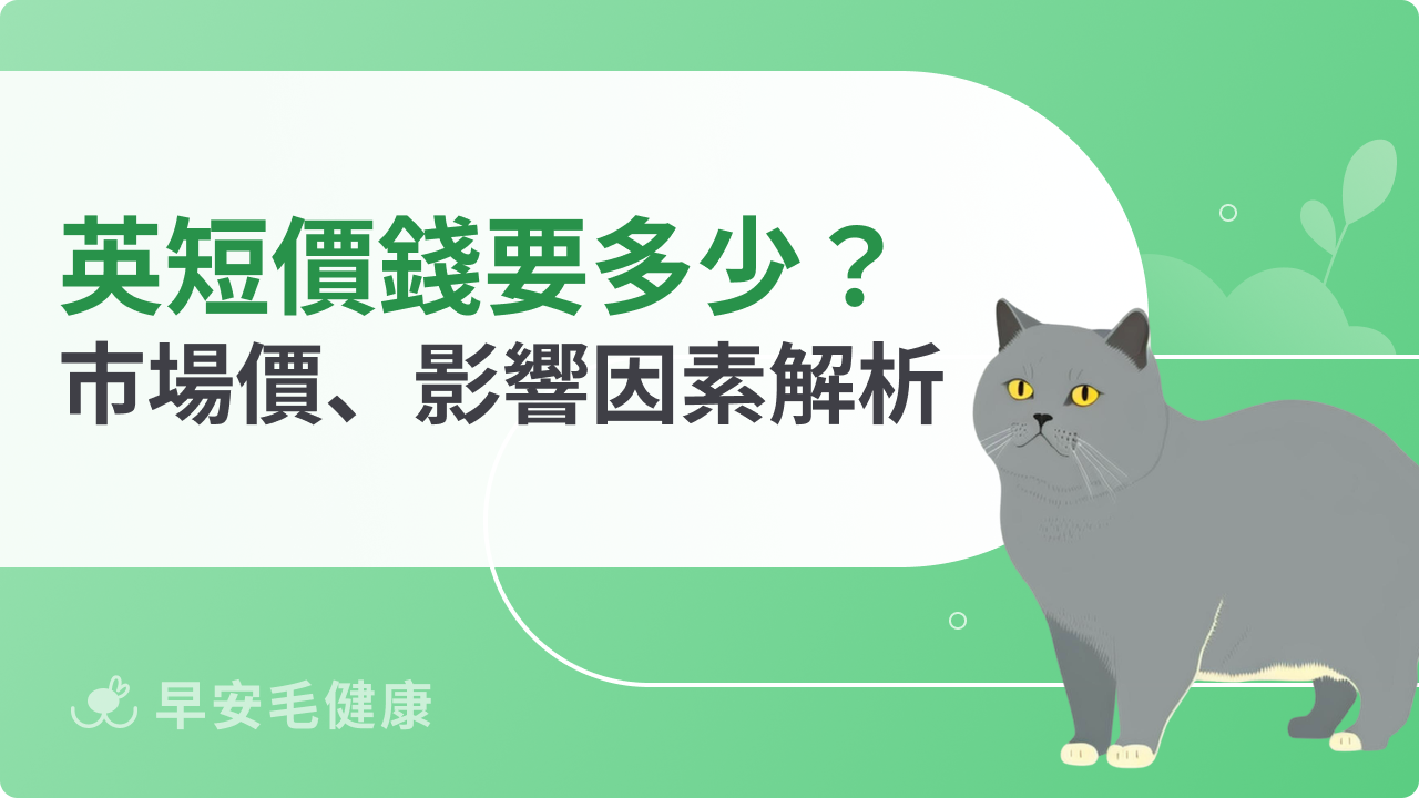 英國短毛貓價錢是多少?市場價、影響因素、飼養成本解析