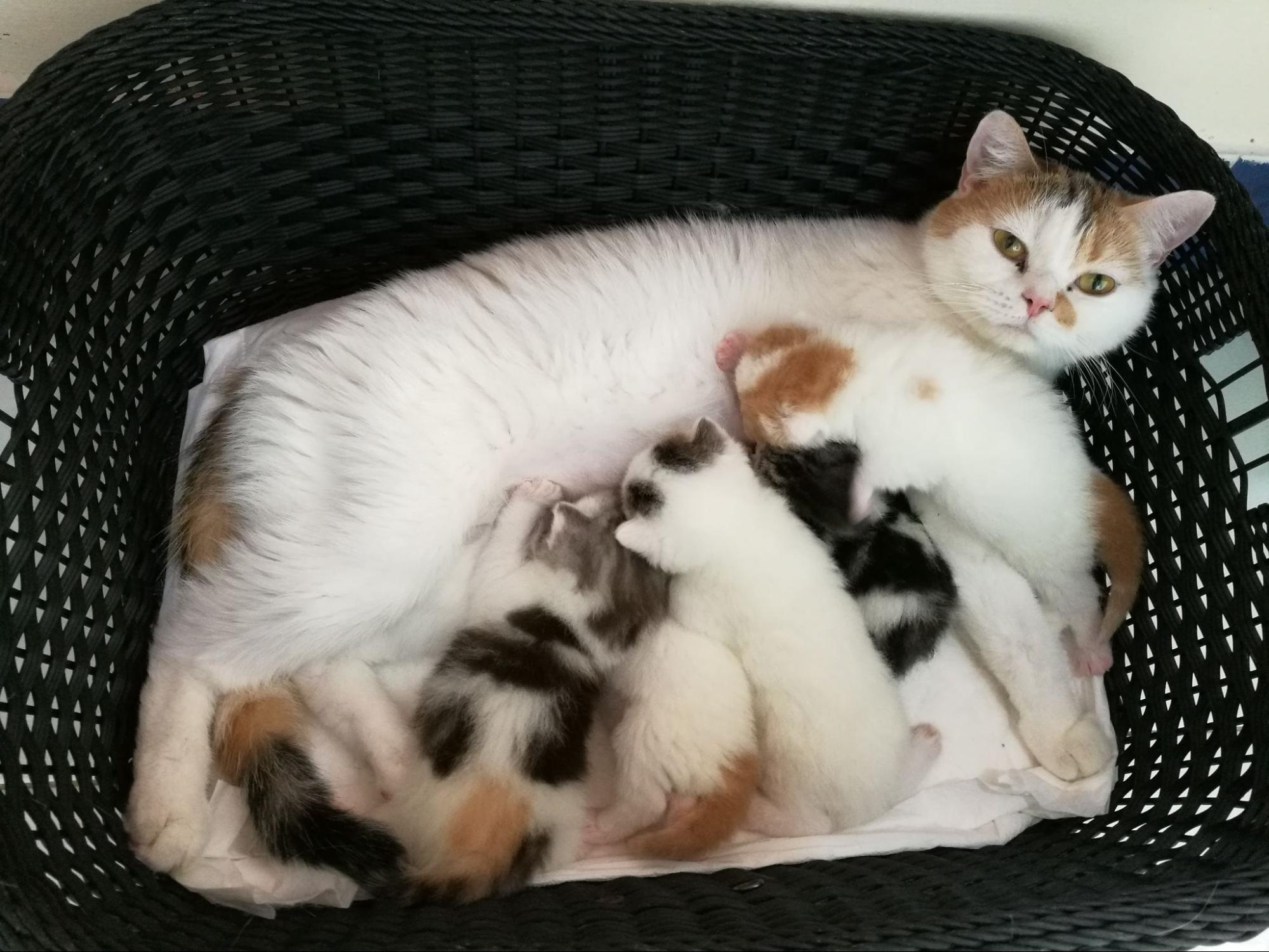 80. AI - cat-pregnancy-period-1