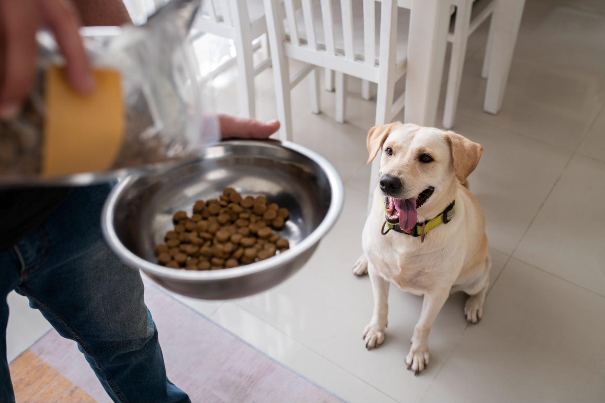 62. AI - change-dogs-food-1
