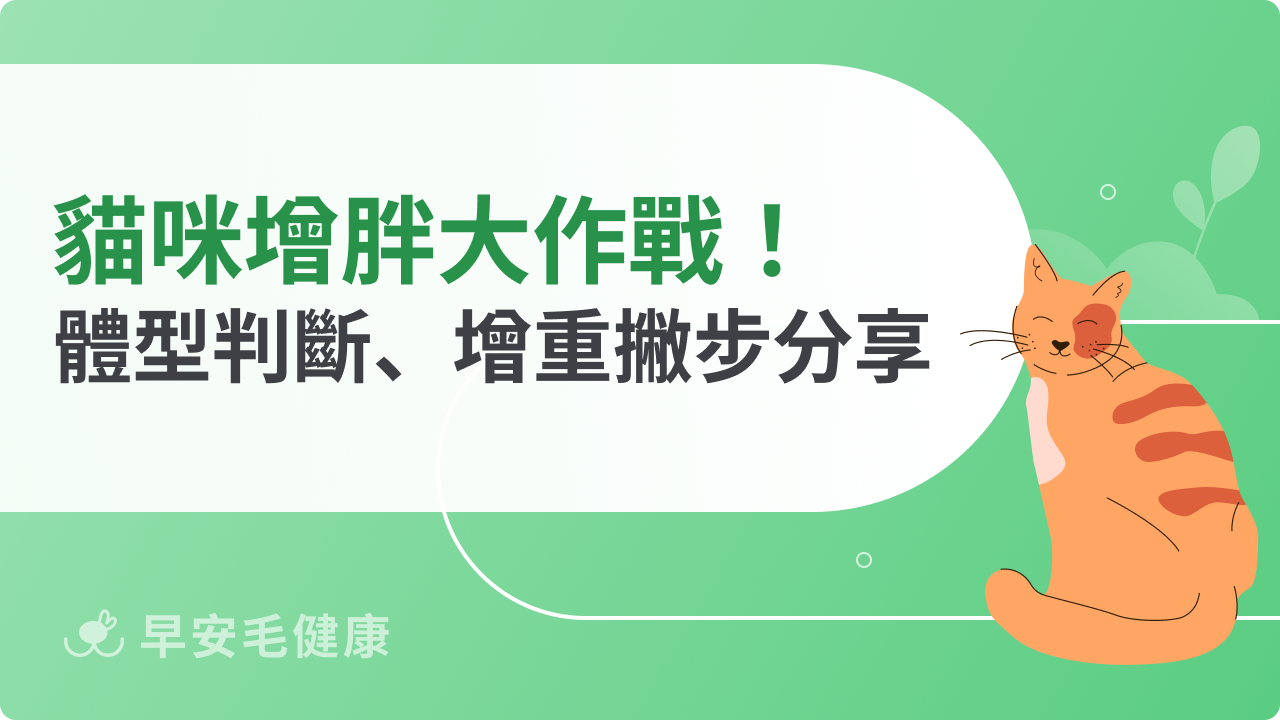 貓咪增胖大作戰!體型判斷、增重撇步分享,讓主子告別「骨感美」