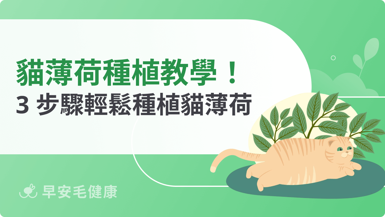 貓薄荷種植教學大公開!新手飼主也能成功養出貓咪最愛植物