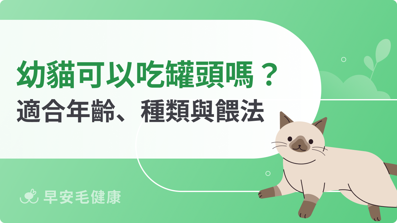 幼貓可以吃罐頭嗎?適合年齡、種類與餵法總整理