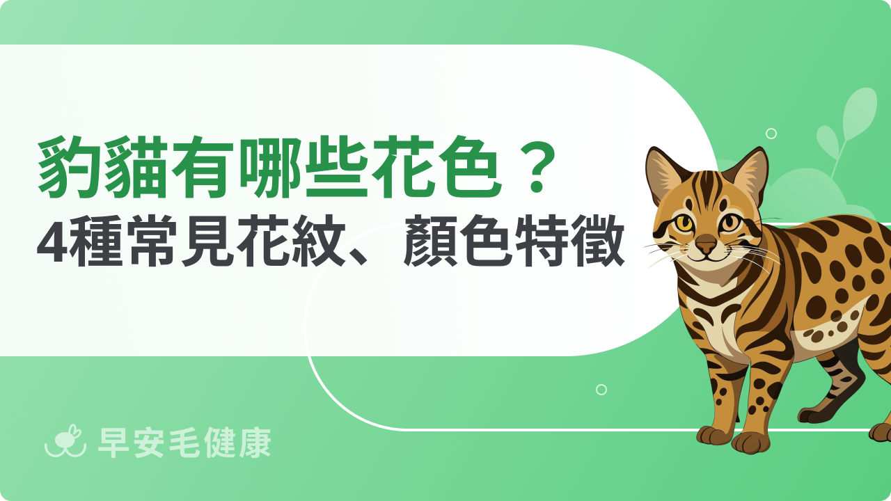 豹貓顏色有哪些?常見花色種類與特徵一次整理