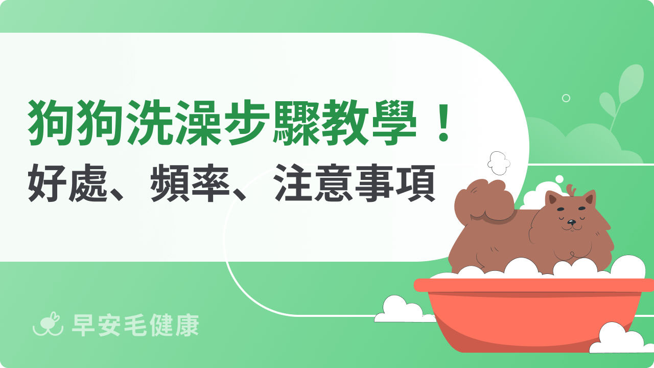 狗狗洗澡步驟教學!洗澡好處、頻率、注意事項一次看