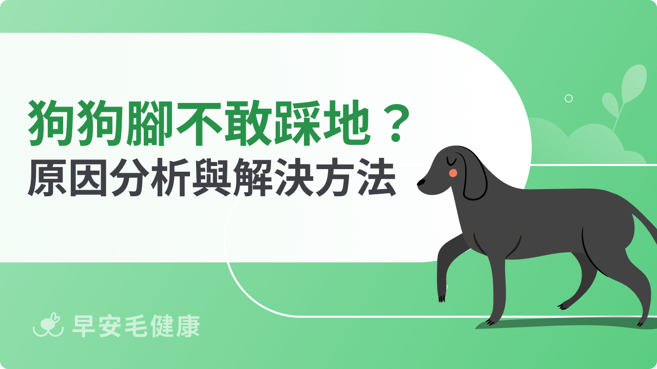 狗狗腳不敢踩地是怎麼了?狗狗跛腳原因與治療方法分享