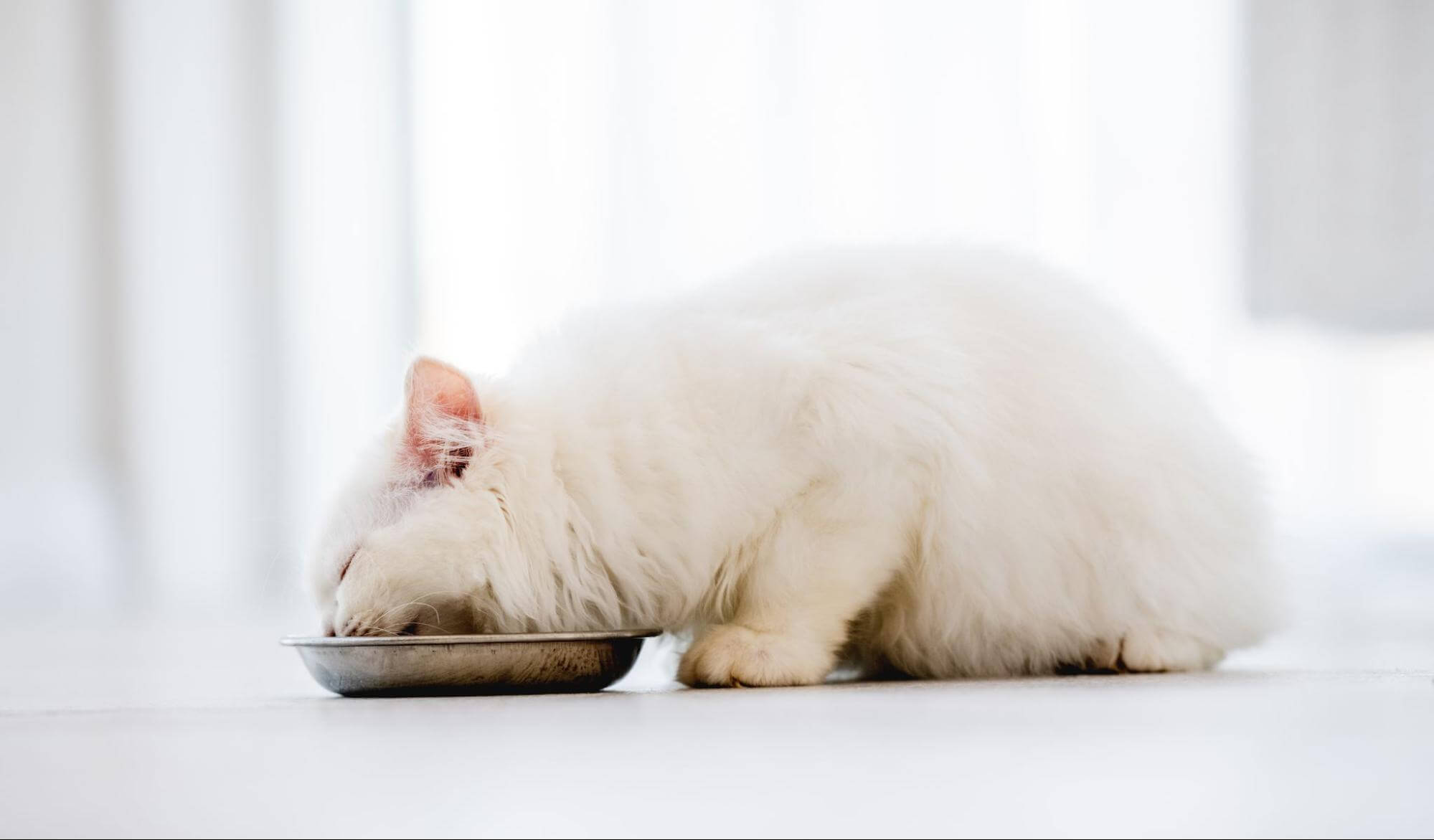 342. AI - how-old-can-kittens-eat-feed-1