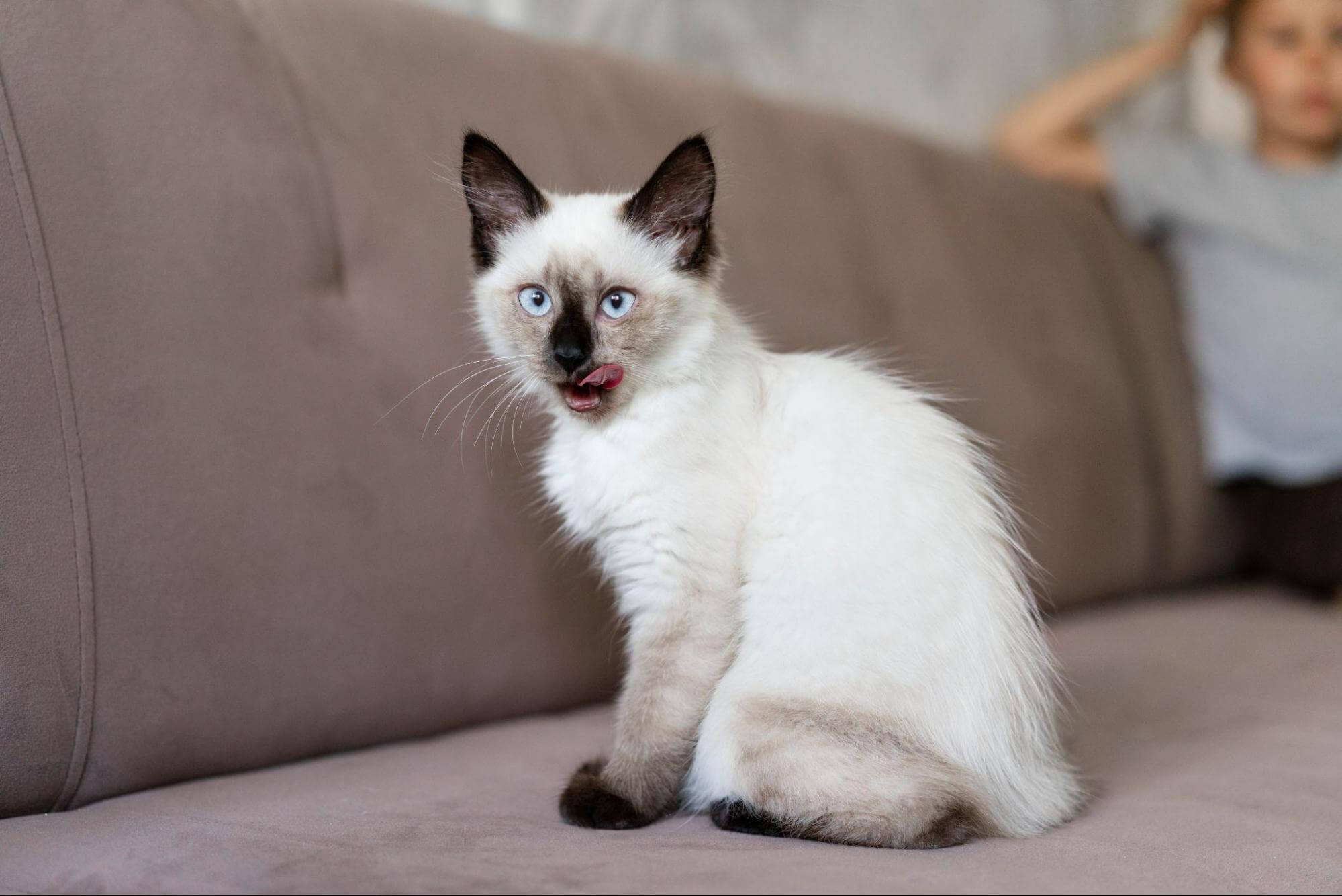 254. AI - siamese-vs-persian-cat-2