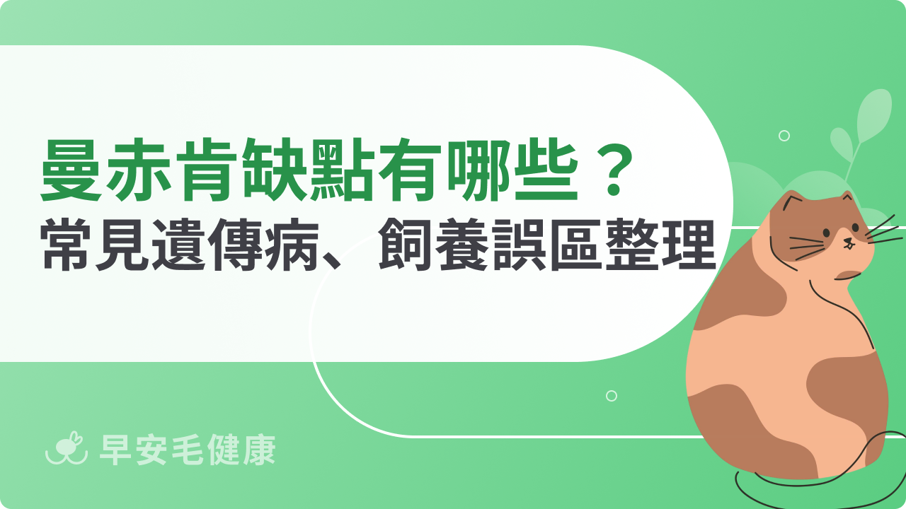 曼赤肯缺點不只腿短!新手飼主常見飼養誤區整理