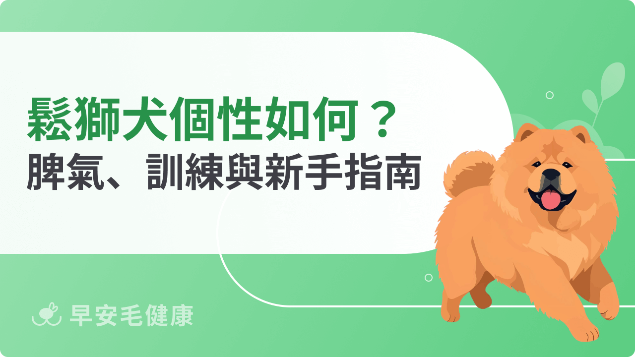 鬆獅犬個性難帶嗎?脾氣、社會化技巧與新手飼主指南