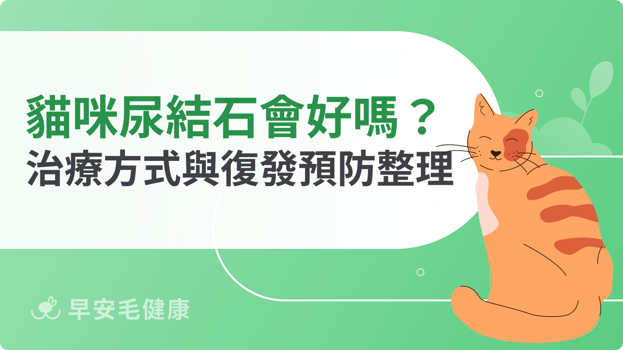 貓咪尿結石會好嗎?毛爸媽必知治療方式與復發預防一次看