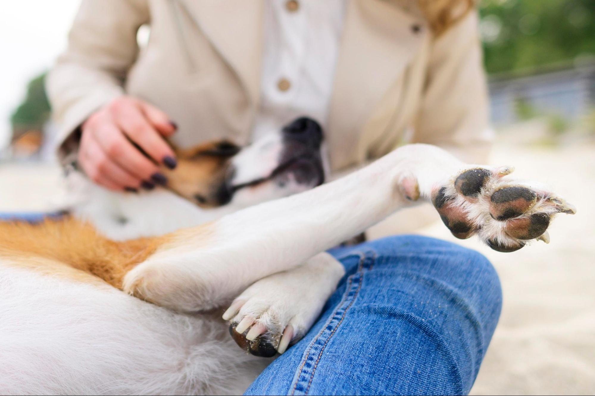 55. AI - what-to-eat-for-dogs-with-arthritis-1