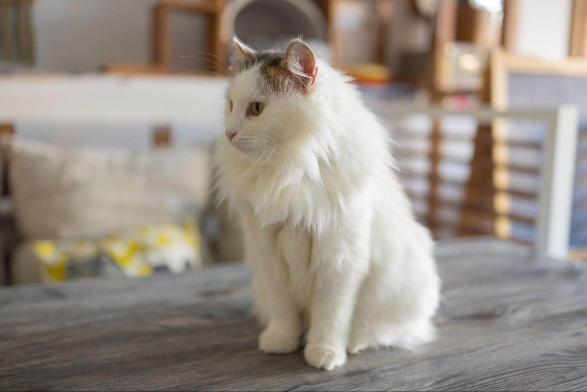 206. AI - ragdoll-cat-lifespan-1