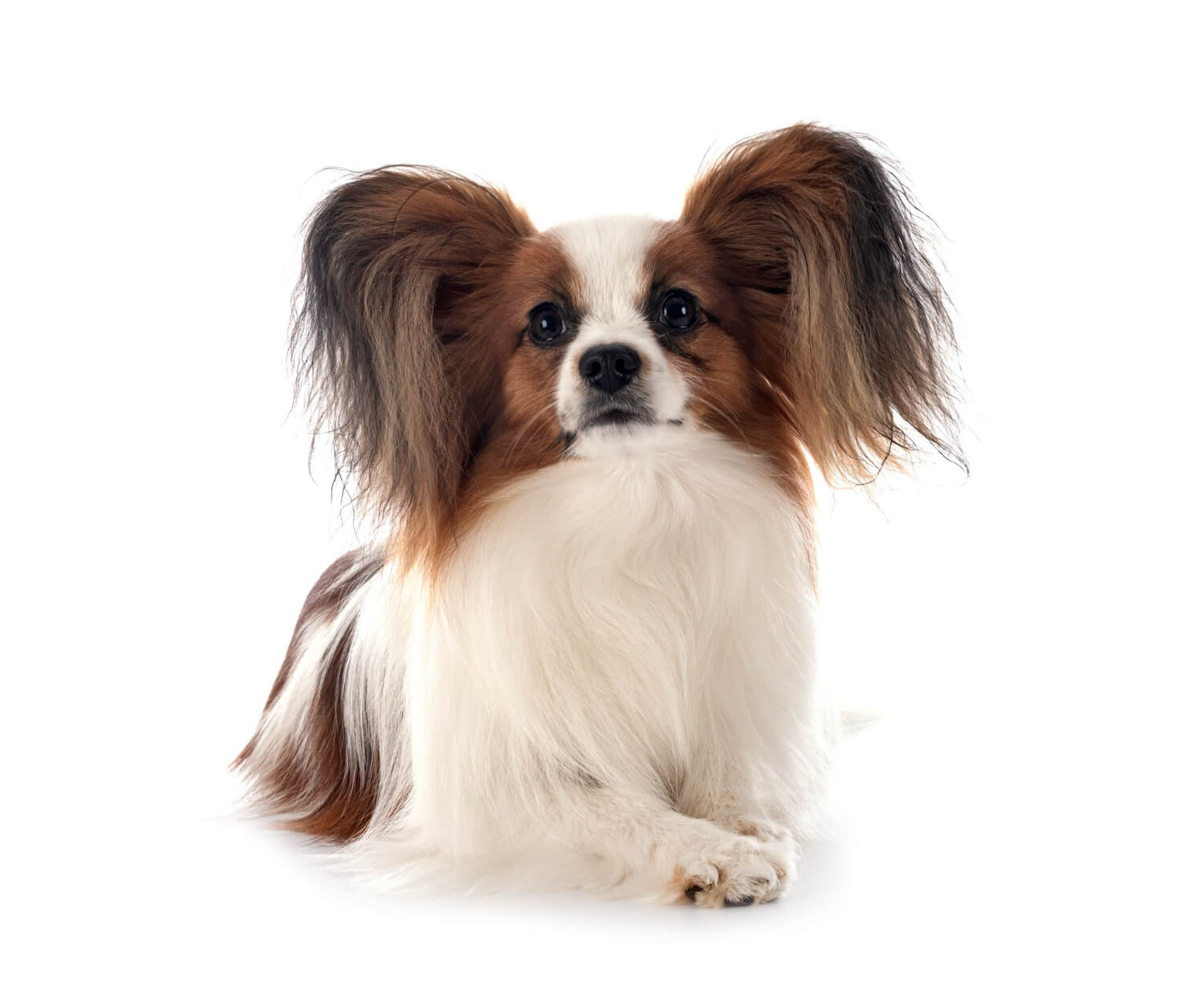 62. papillon-dog-guide-3