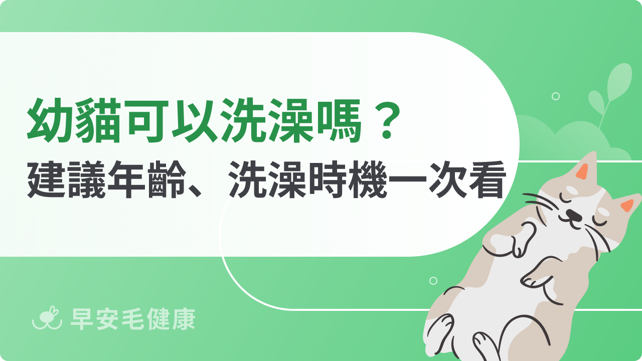 幼貓可以洗澡嗎?建議年齡、正確洗澡時機一次看