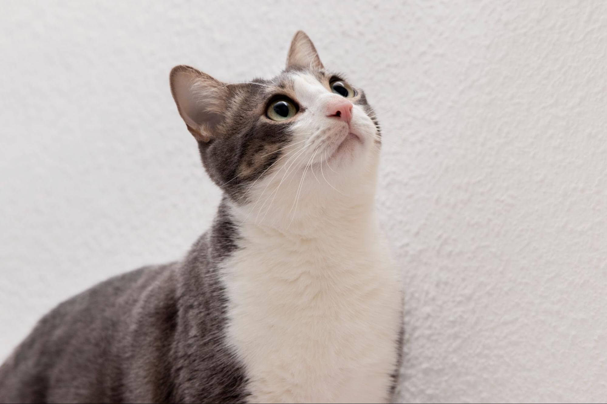 69. AI-what-age-are-cats-considered-adult-1