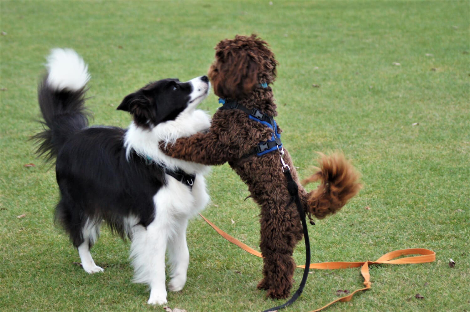 22.top-10-intelligent-dogs-2