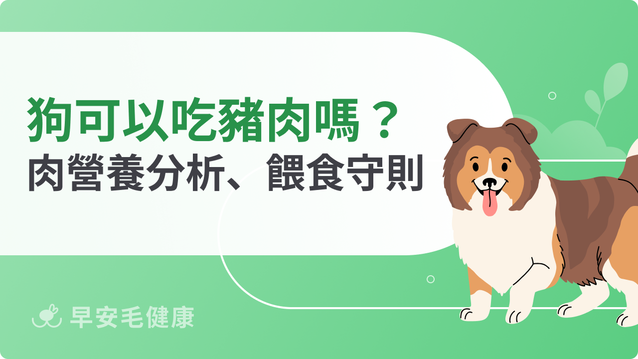狗可以吃豬肉嗎?帶你認識狗狗吃肉營養價值、正確餵食守則
