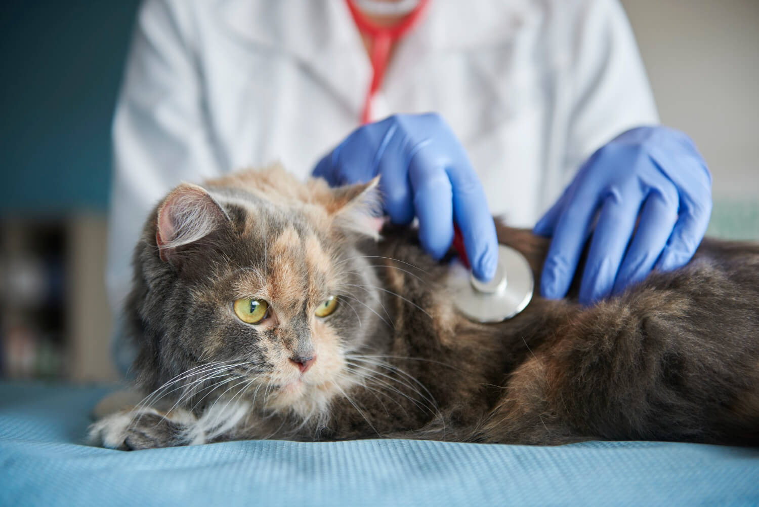 4.mountainvet-kidney-cat-care-1