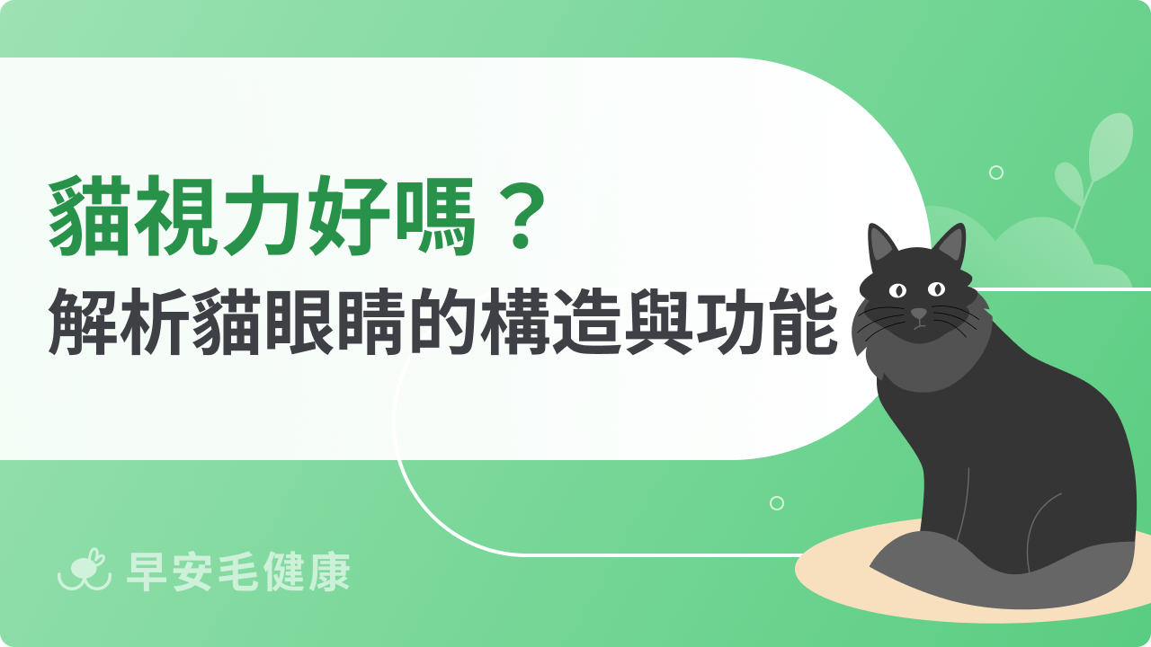 貓視力好嗎?深度解析貓咪眼睛的構造與功能