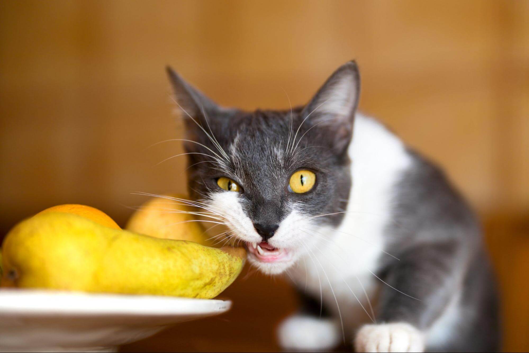 10. AI-cat-eating-mango-cover-1