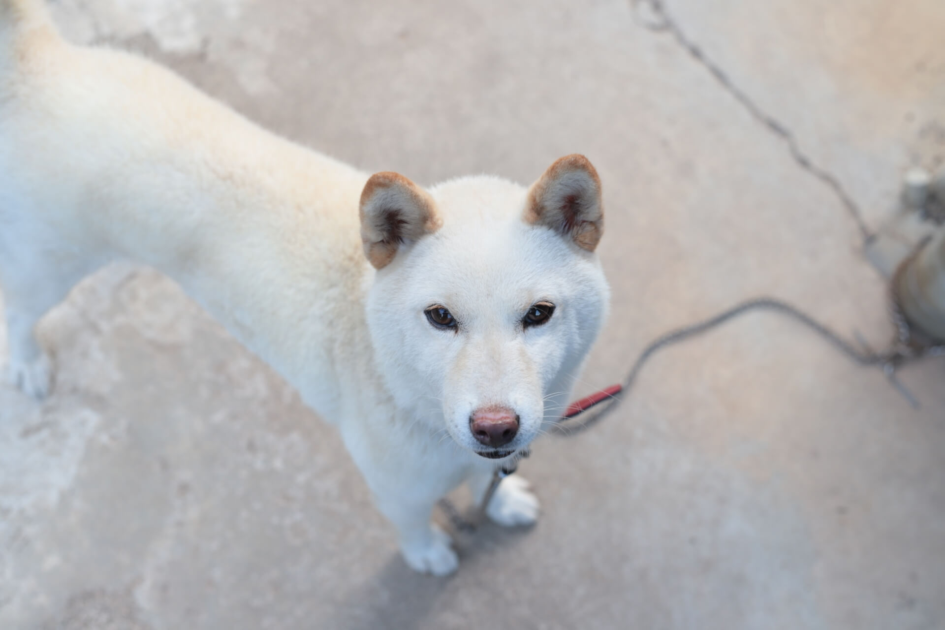 3.shiba-inu-guide-1