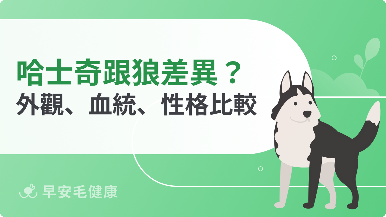 哈士奇跟狼的差別在哪?外觀、血統、性格完整比較