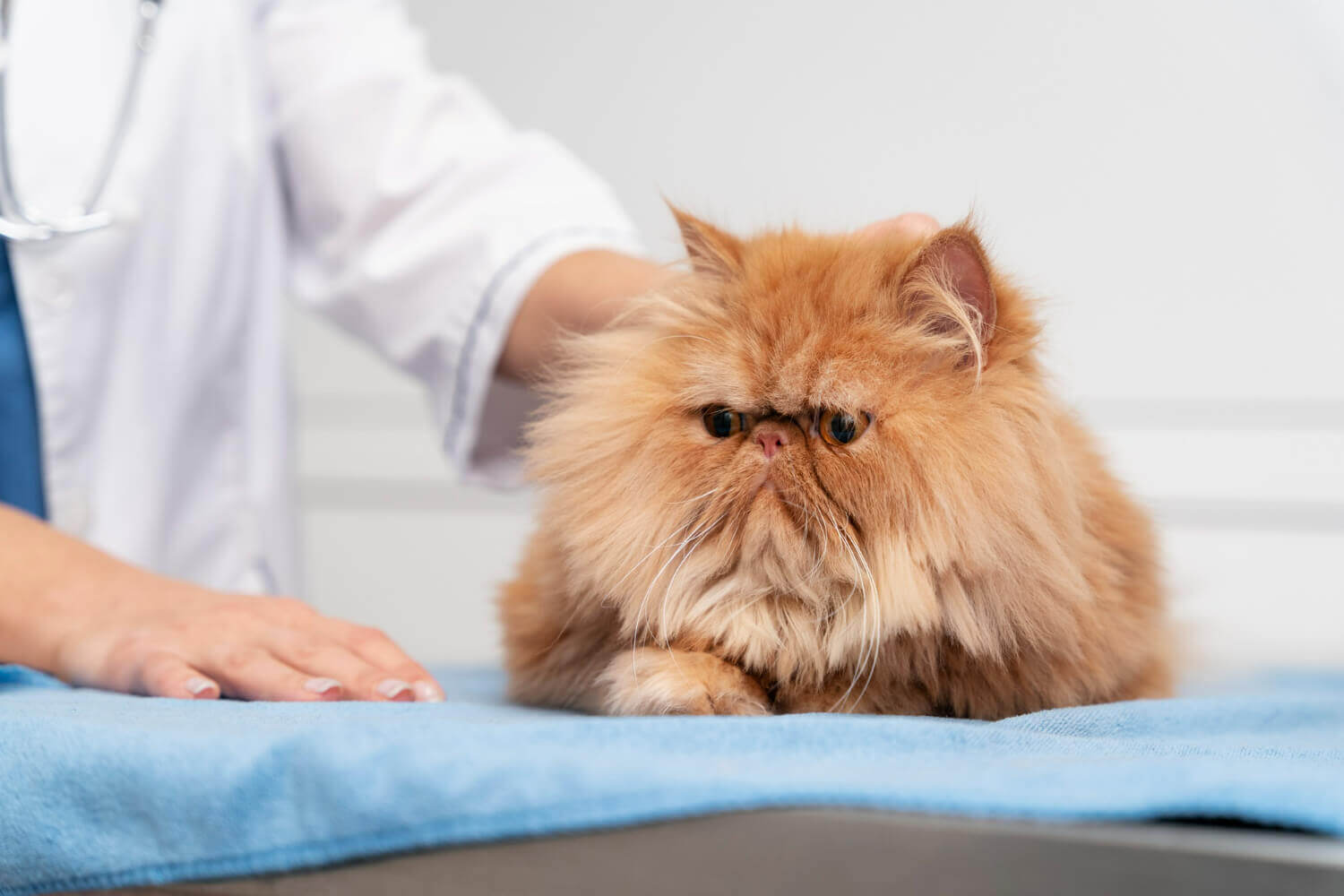 40. cat-diarrhea-guide-2
