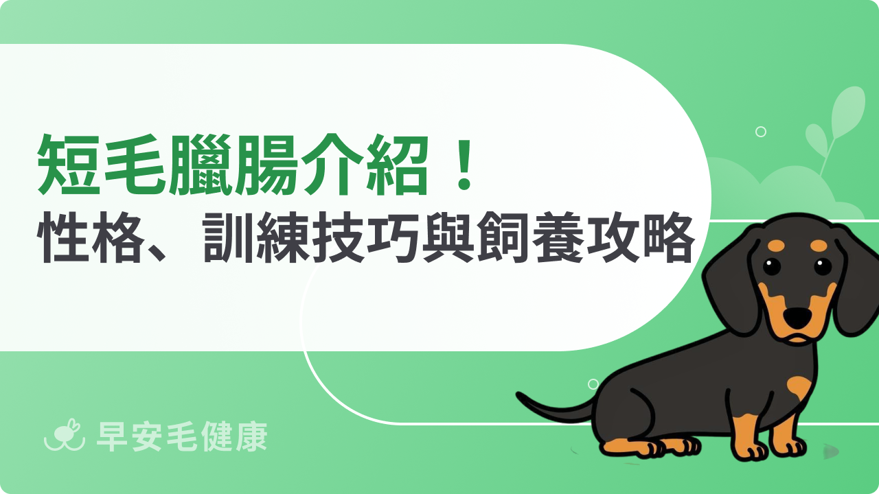短毛臘腸介紹!性格、訓練技巧與飼養攻略
