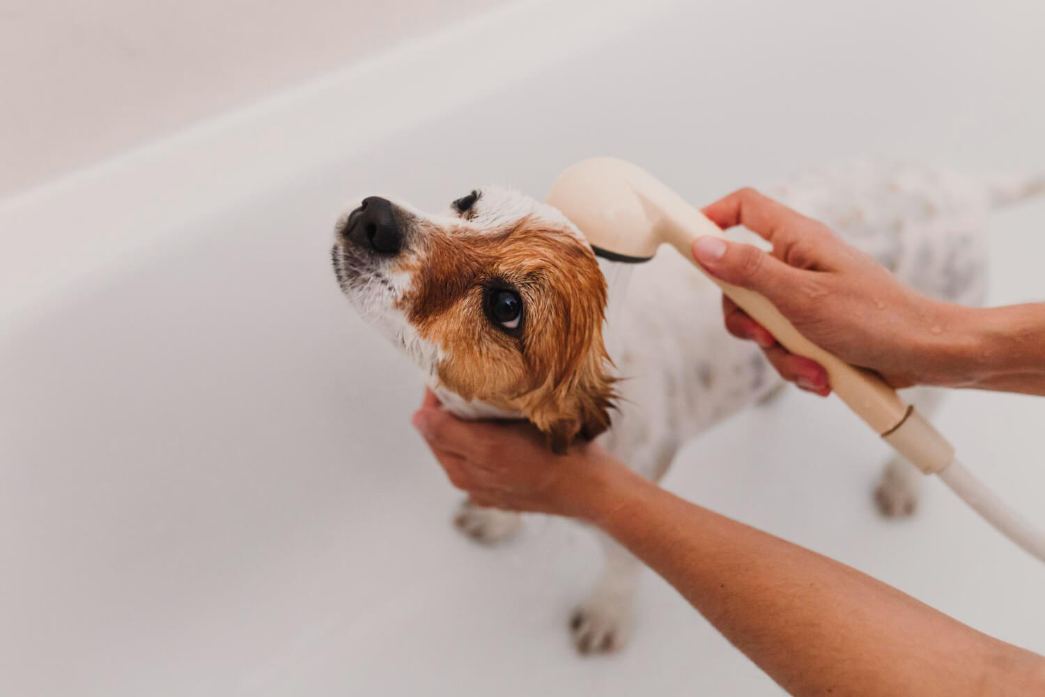 29.dog-bathing-guide-3