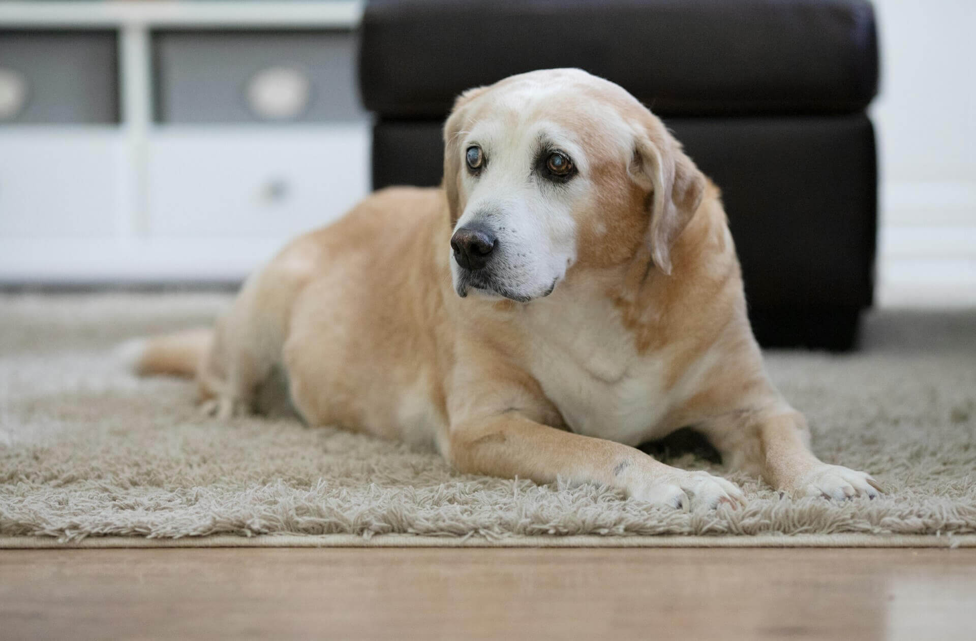 42. dog-whining-all-the-time-3