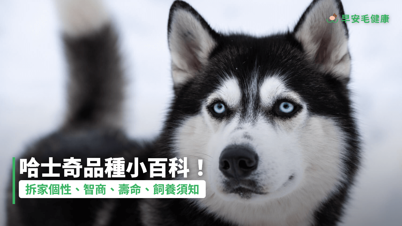 哈士奇完整解析:品種、智商、壽命、價錢及適合溫度必知!