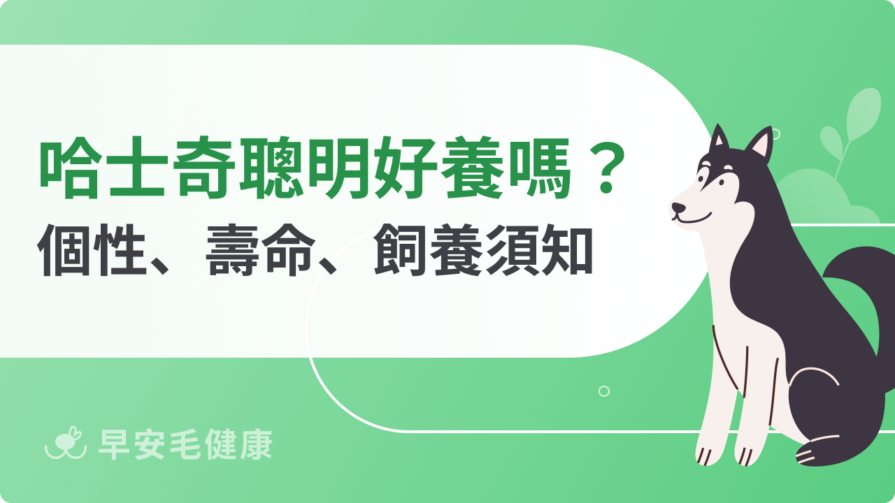 哈士奇聰明好養嗎? 了解個性、壽命、價格與飼養注意事項!