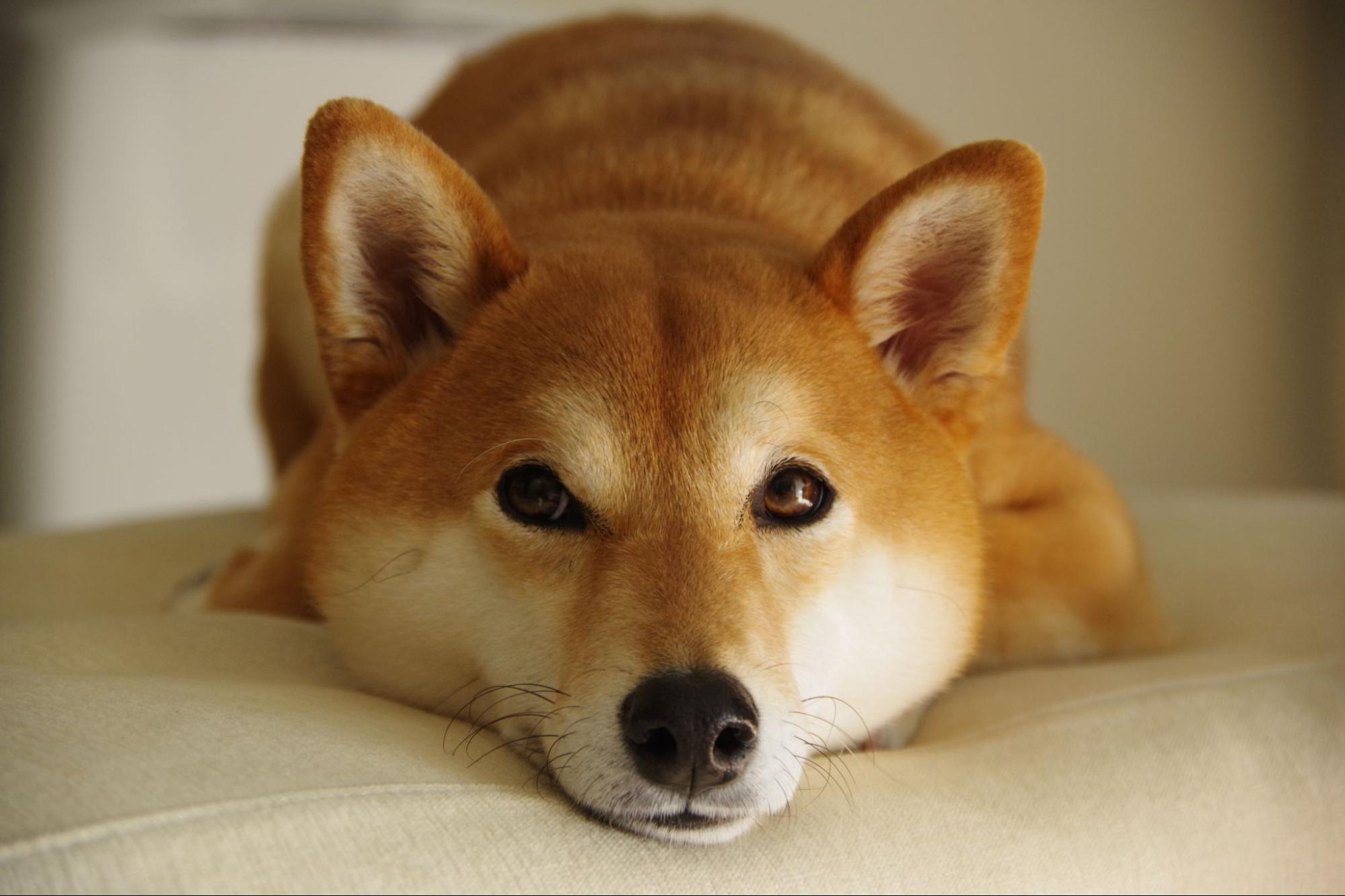 224. AI - shiba-inu-lifespan-1