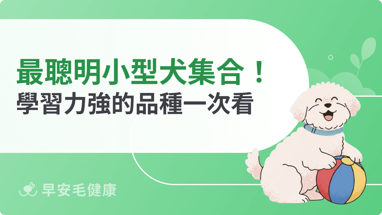 最聰明的小型犬大集合!學習力強、好訓練的品種一次看懂