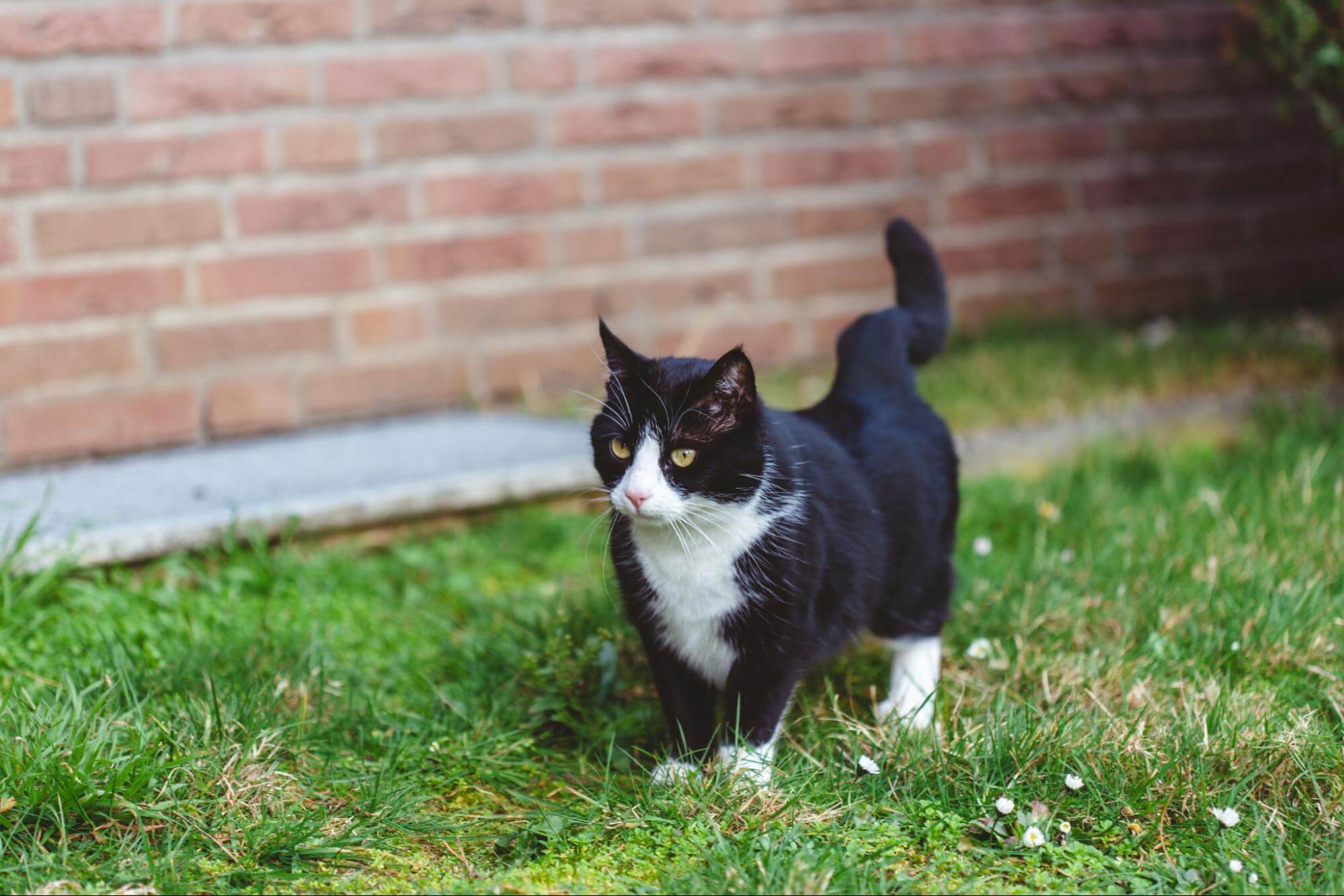 256. AI - tuxedo-cat-personality-1