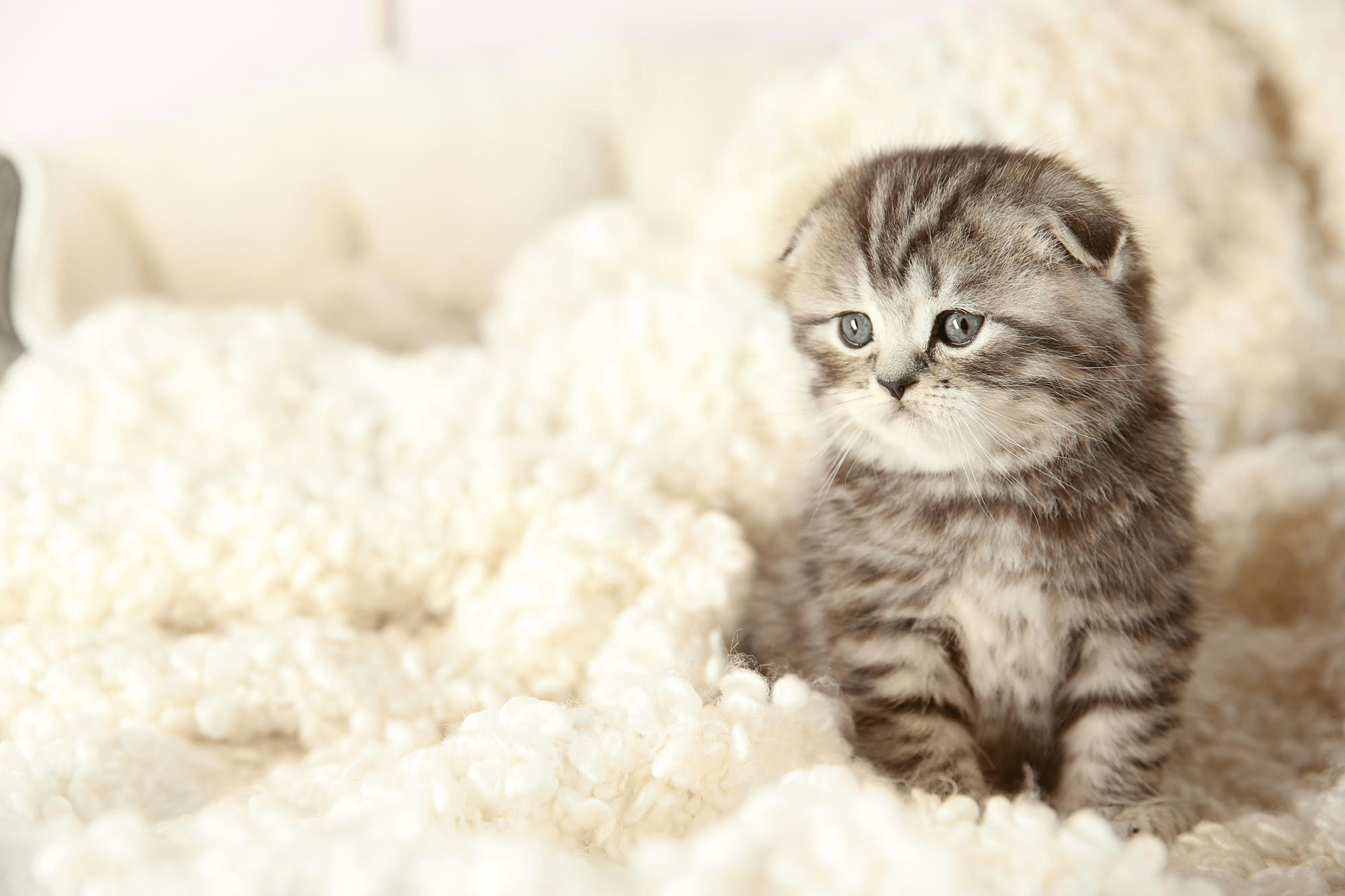 369. AI - tabby-cat-lifespan-1