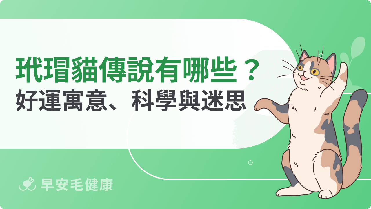 玳瑁貓傳說有哪些?好運寓意、科學根據與常見誤解